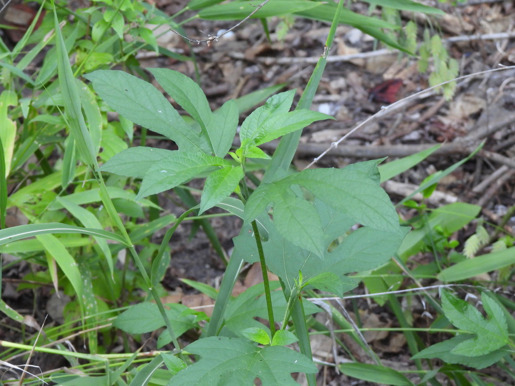 giant ragweed from Weatherford, TX, USA on September 08, 2022 at 08:42 ...