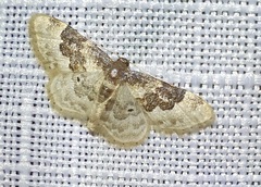 Idaea rusticata