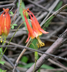 Aquilegia desertorum