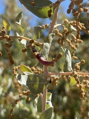 Neolasioptera willistoni