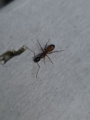 Camponotus americanus