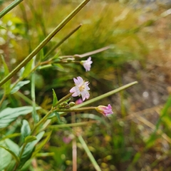 Epilobium