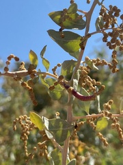 Neolasioptera willistoni