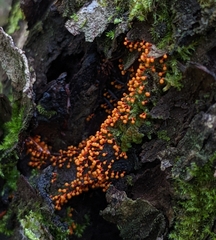 Myxomycetes