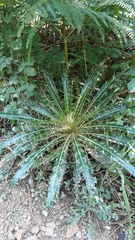 Ptilostemon casabonae