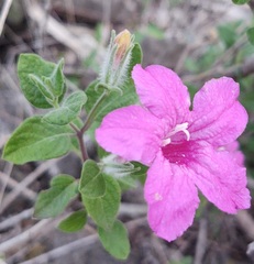 Ruellia rosea