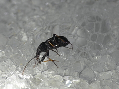 Cychrus attenuatus