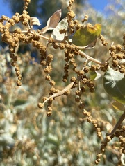 Neolasioptera willistoni