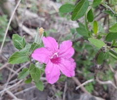 Ruellia rosea