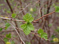 Physocarpus capitatus
