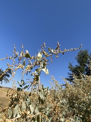 Neolasioptera willistoni