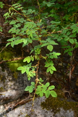 Rosa nutkana