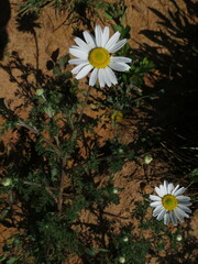 Anthemis cotula