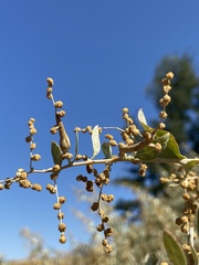 Neolasioptera willistoni