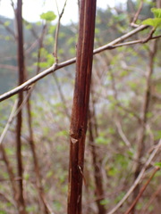 Physocarpus capitatus