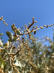 Neolasioptera willistoni