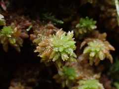 Sphagnum