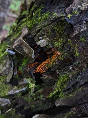 Myxomycetes