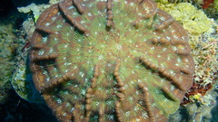 Mycetophyllia