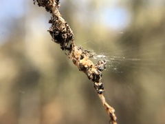 Cyclosa berlandi
