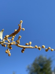 Neolasioptera willistoni