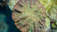 Mycetophyllia