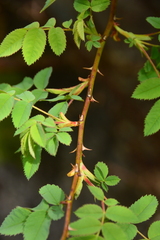 Rosa nutkana