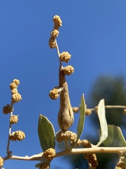 Neolasioptera willistoni