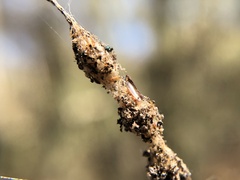 Cyclosa berlandi