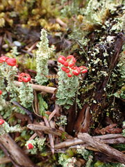 Cladonia bellidiflora