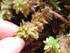 Sphagnum
