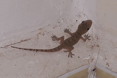 Hemidactylus flaviviridis