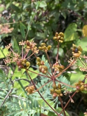 Ligusticum canadense