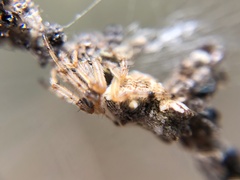 Cyclosa berlandi
