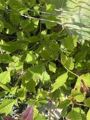 Ligusticum canadense