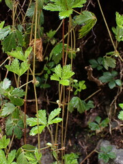 Rubus pedatus