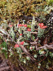 Cladonia bellidiflora