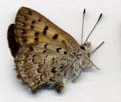 Tharsalea mariposa