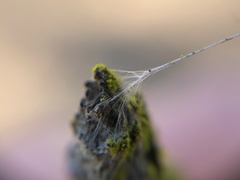 Cyclosa berlandi