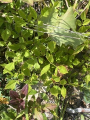 Ligusticum canadense