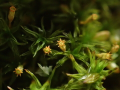 Orthotrichum pulchellum