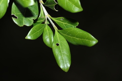 Cyclophyllum coprosmoides