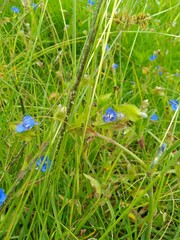Commelina tuberosa