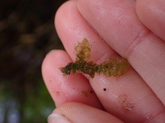 Scapania undulata