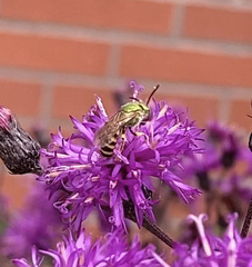Agapostemon
