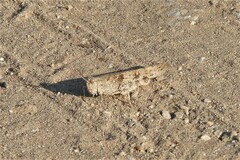 Trimerotropini