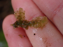Scapania undulata