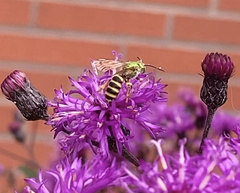 Agapostemon