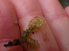 Scapania undulata