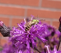 Agapostemon